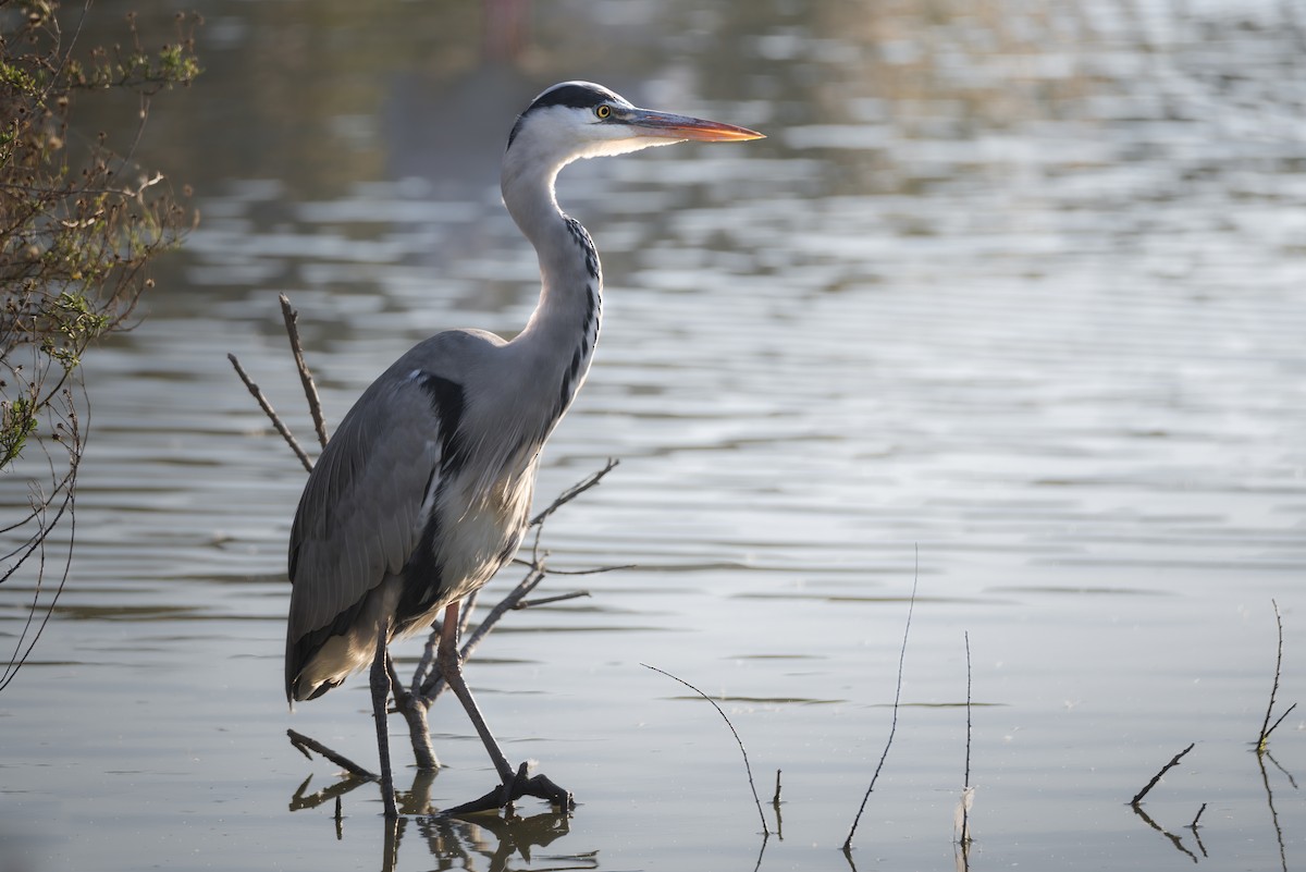Gray Heron - ML648695528