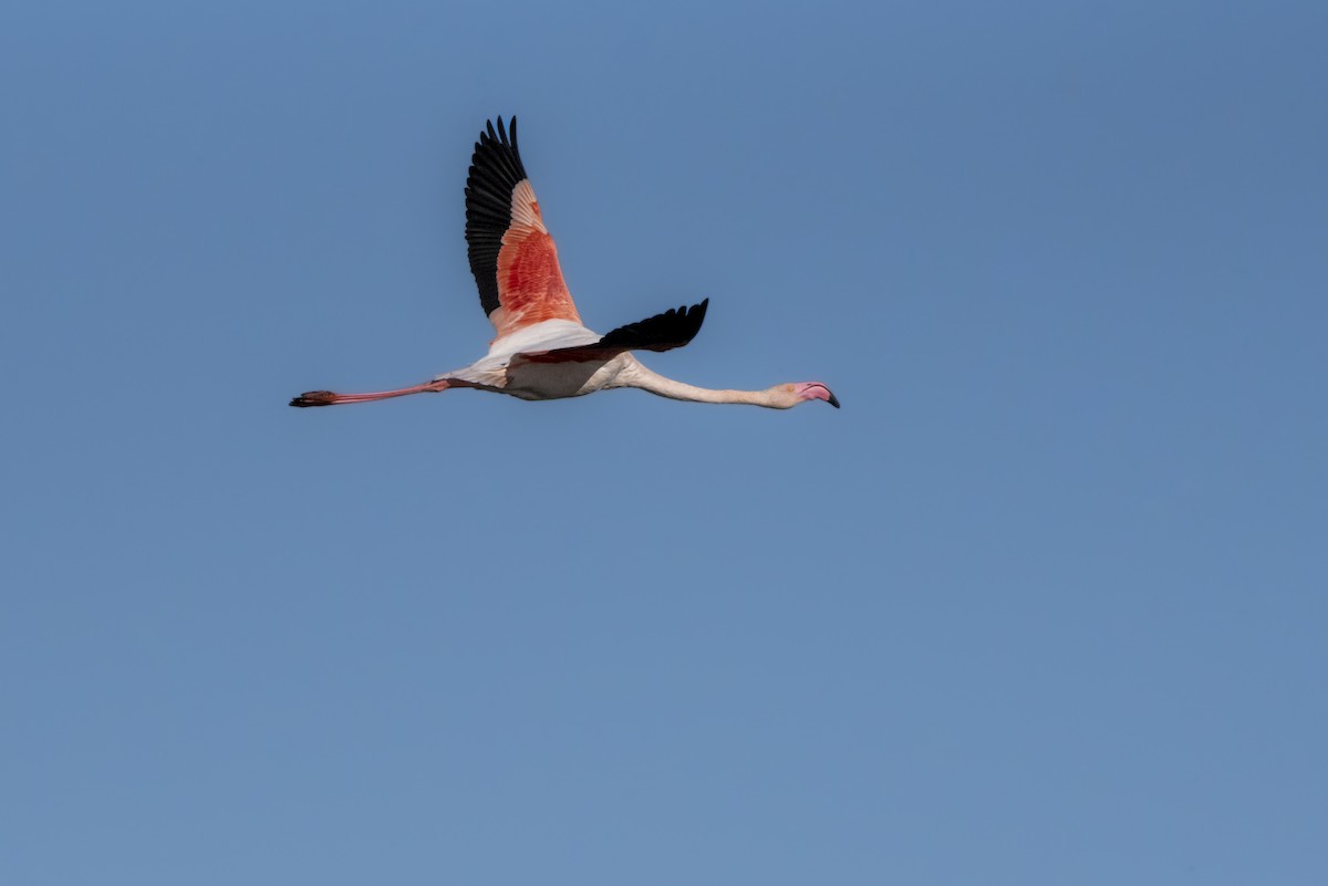 Greater Flamingo - ML648695553