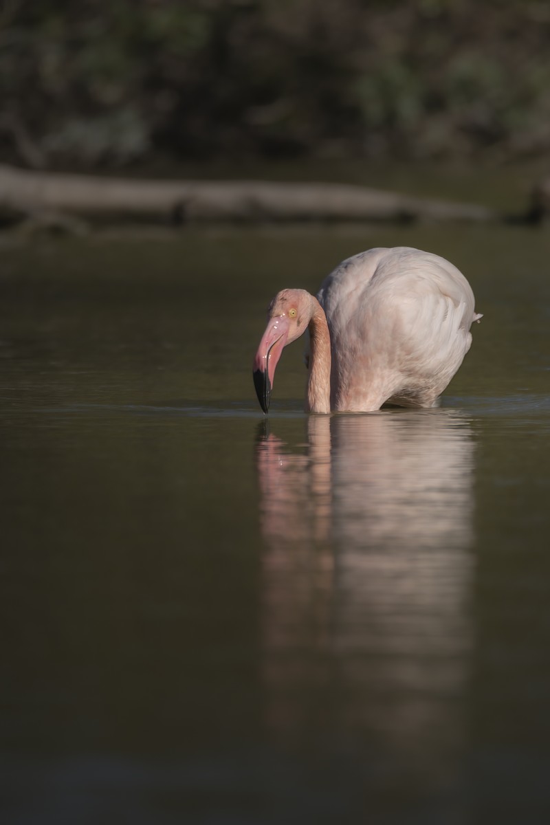 Greater Flamingo - ML648695554