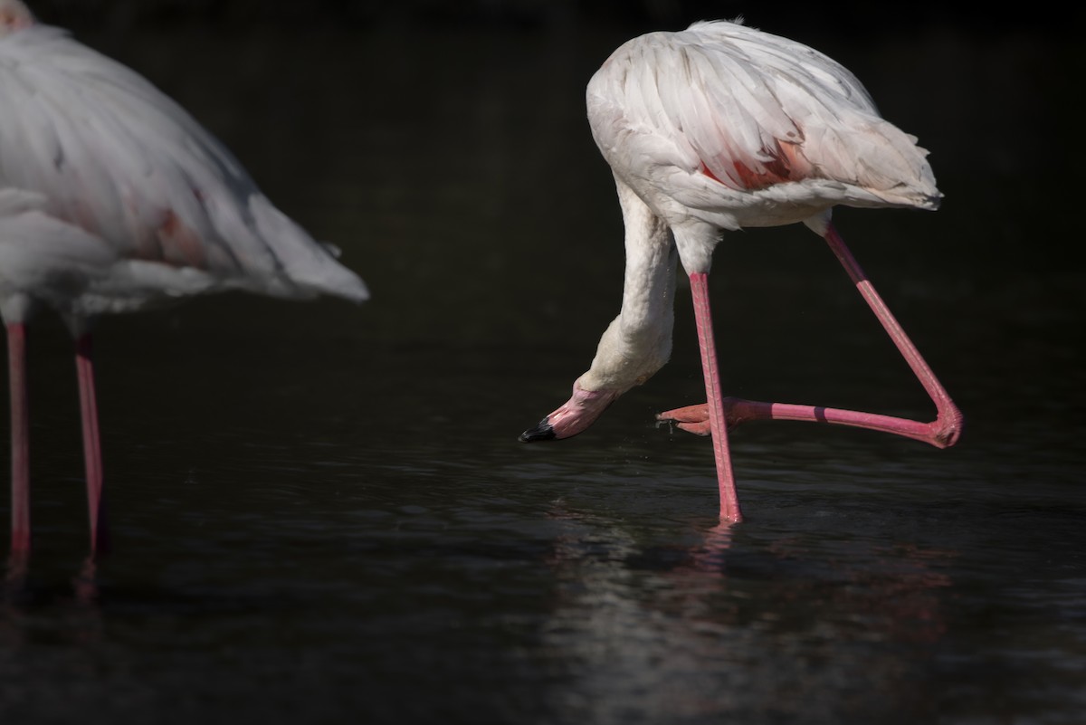 Greater Flamingo - ML648695555