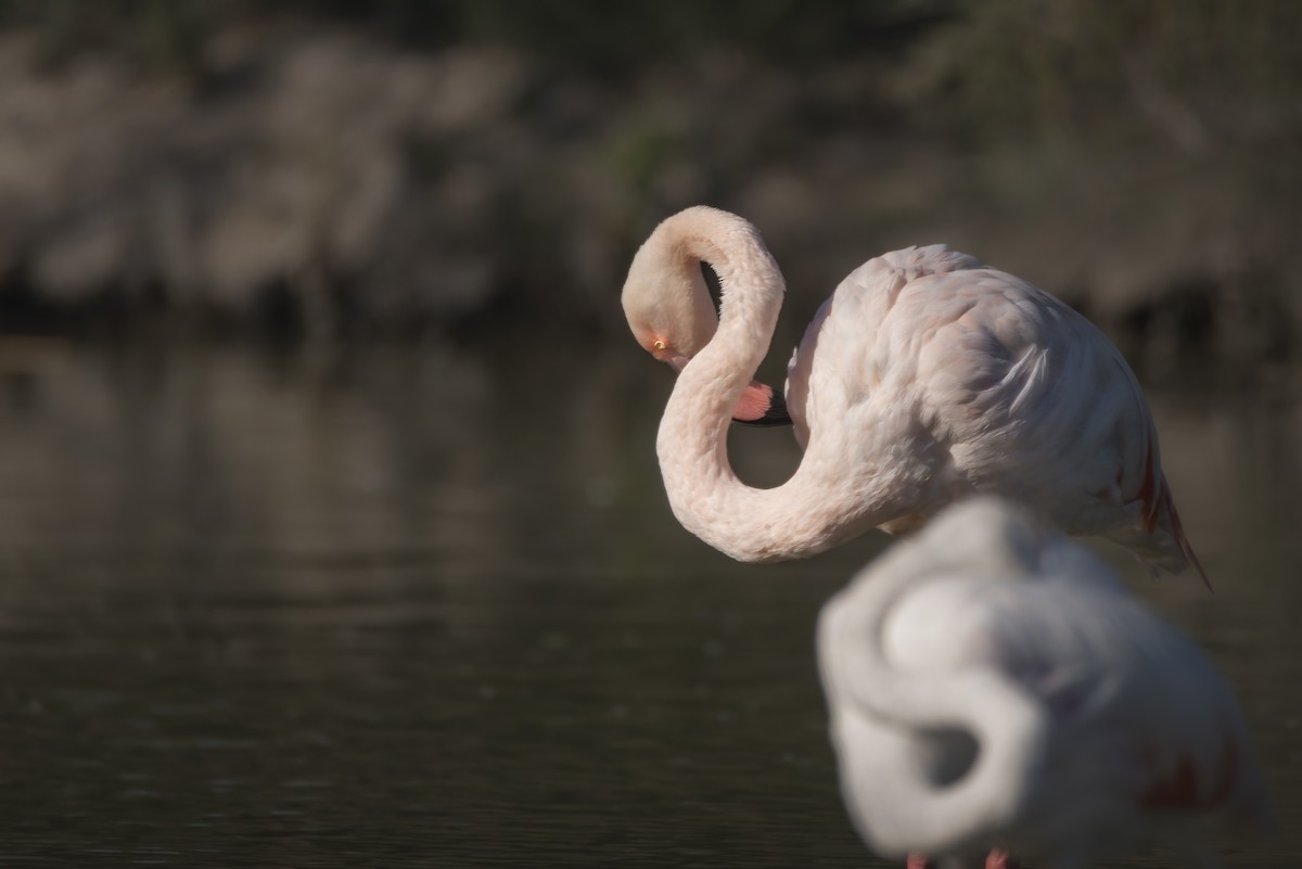 Greater Flamingo - ML648695556