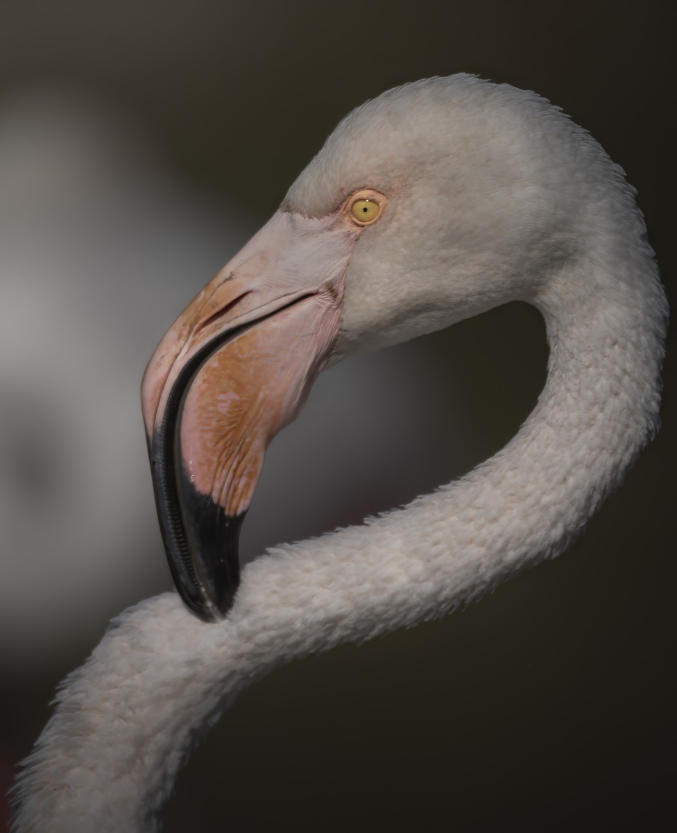Greater Flamingo - ML648695557