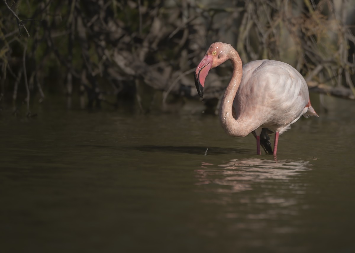 Greater Flamingo - ML648695558