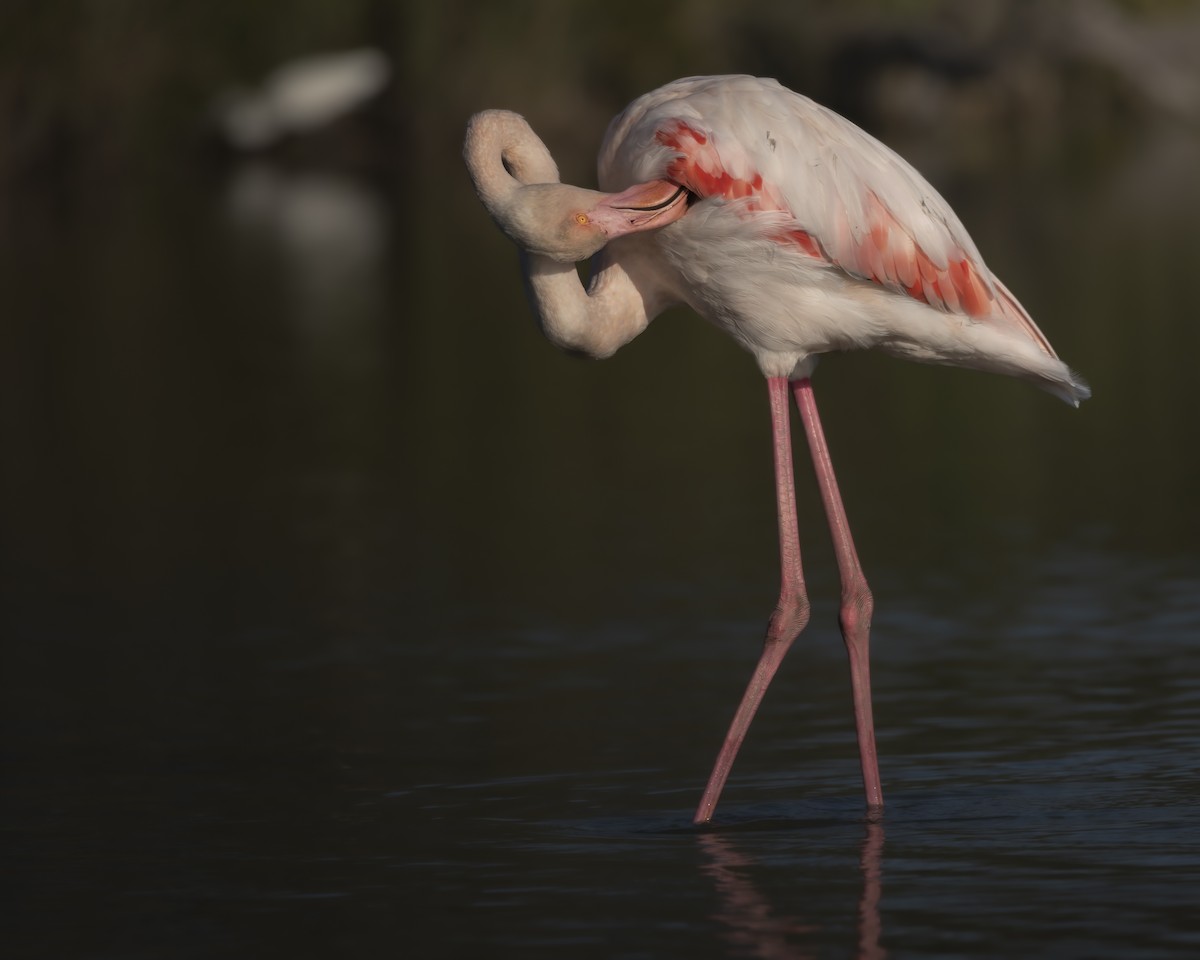 Greater Flamingo - ML648695559