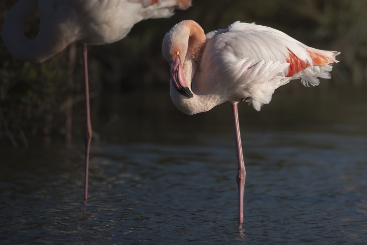 Greater Flamingo - ML648695560