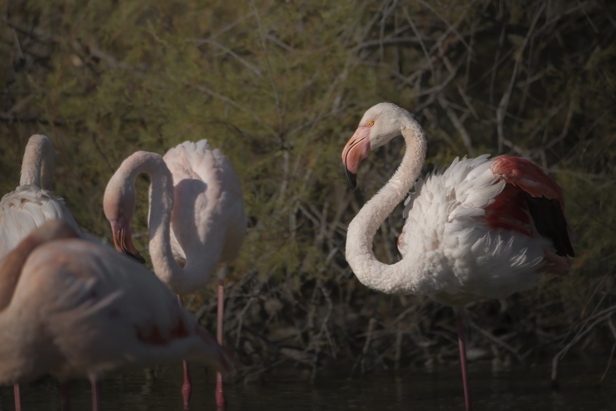 Greater Flamingo - ML648695561