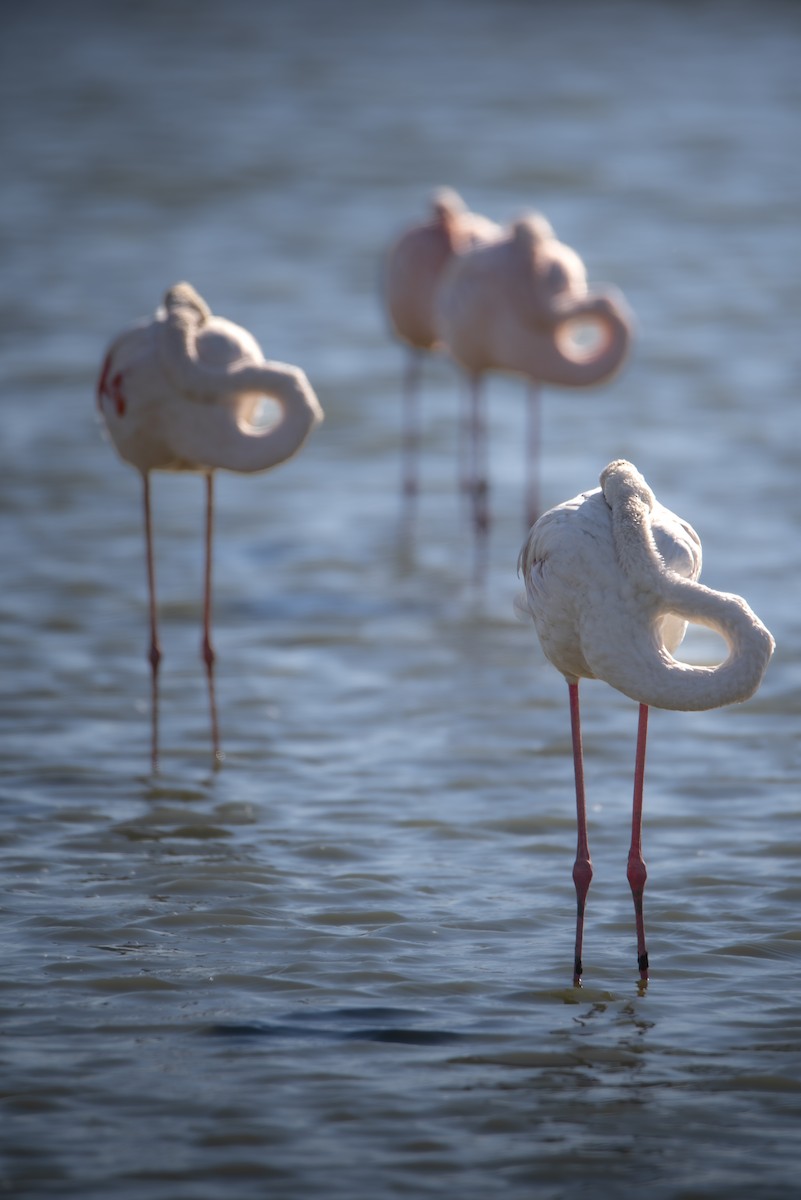 Greater Flamingo - ML648695562
