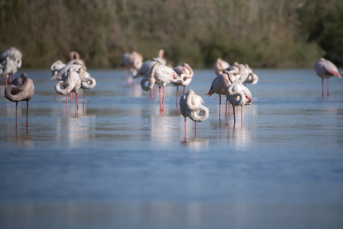 Greater Flamingo - ML648695563