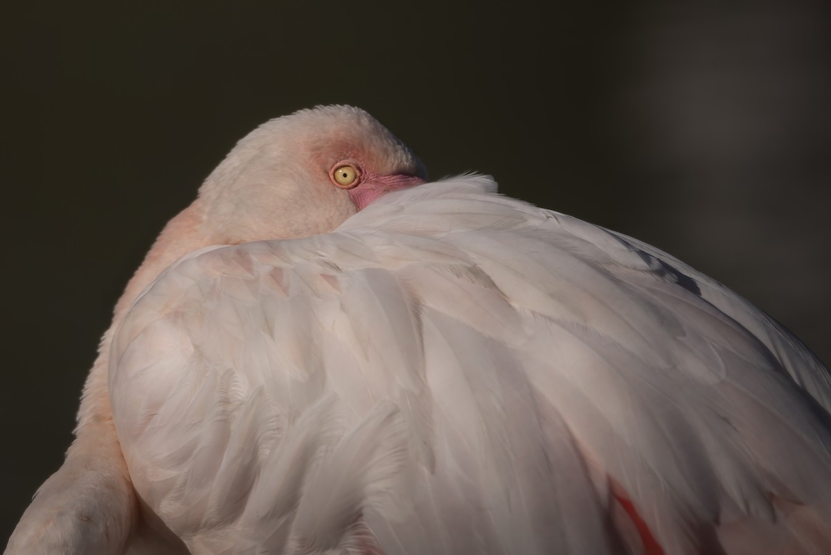 Greater Flamingo - ML648695564