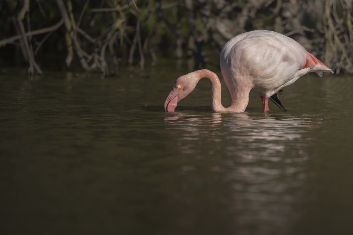 Greater Flamingo - ML648695567