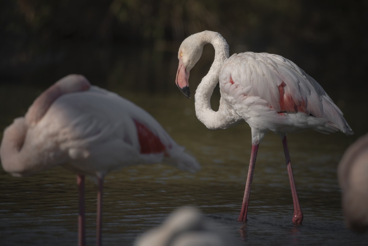 Greater Flamingo - ML648695568