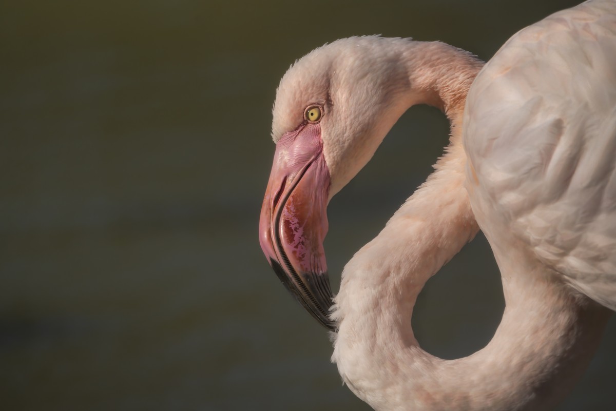 פלמינגו גדול - ML648695571