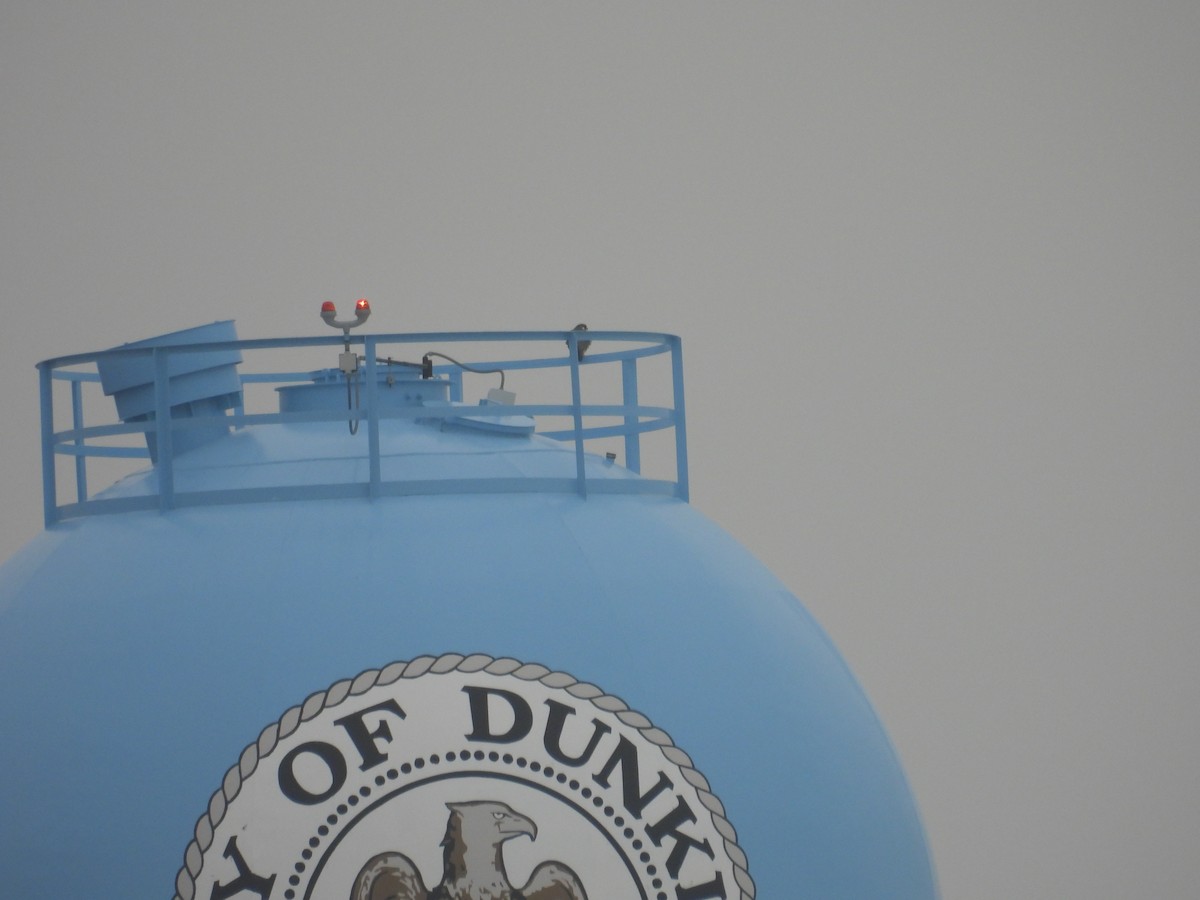 Faucon pèlerin - ML648695580