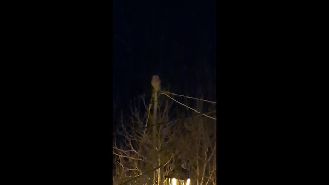 Waldkauz - ML648695850