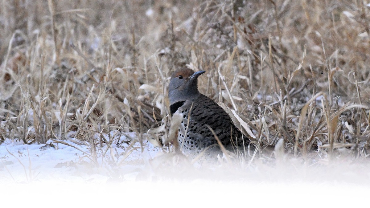 נקר צפון-אמריקני - ML648695931