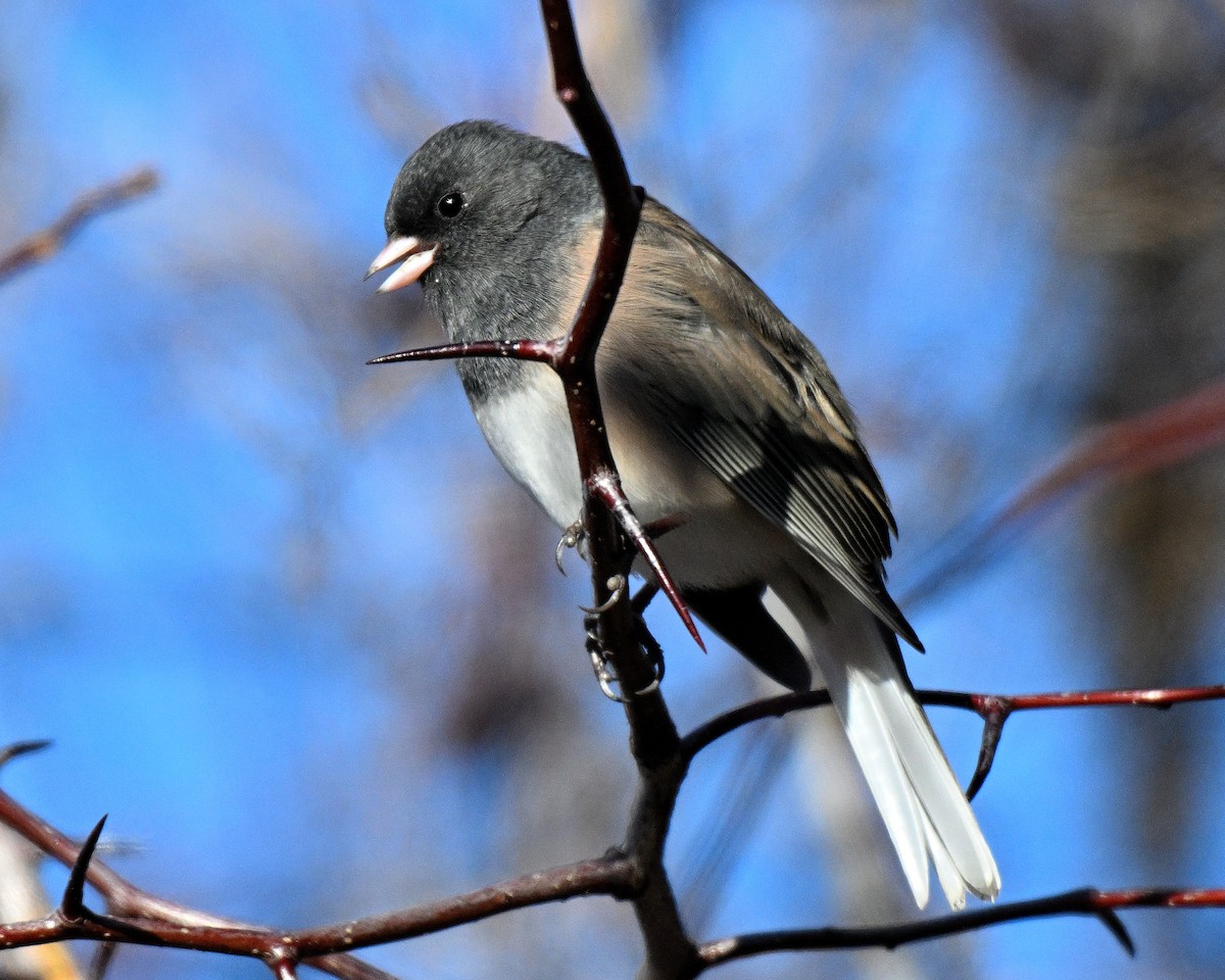 יונקו כהה-עין - ML648695960