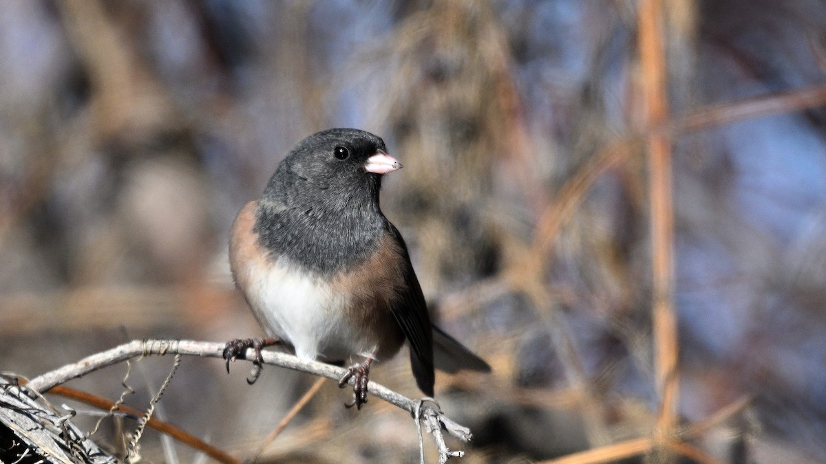 יונקו כהה-עין - ML648695978