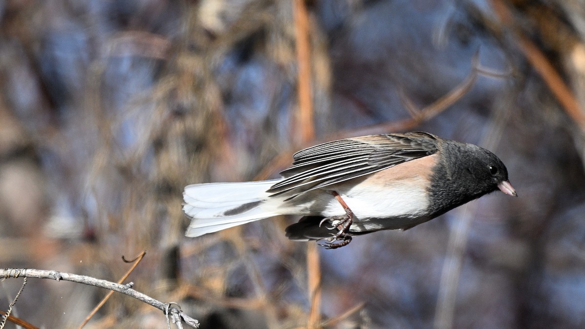 יונקו כהה-עין - ML648695989