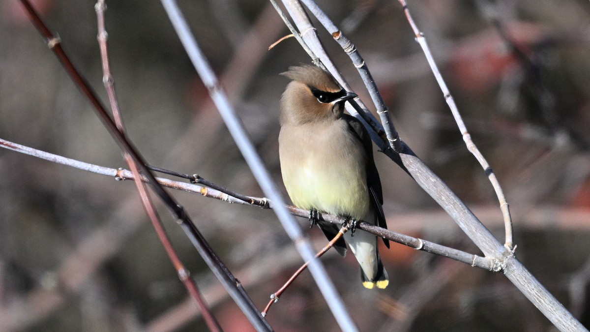ציצנית אמריקנית - ML648696017