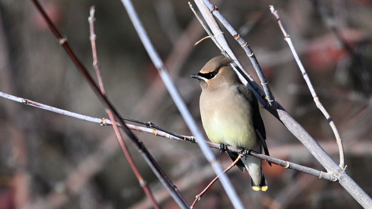 ציצנית אמריקנית - ML648696021