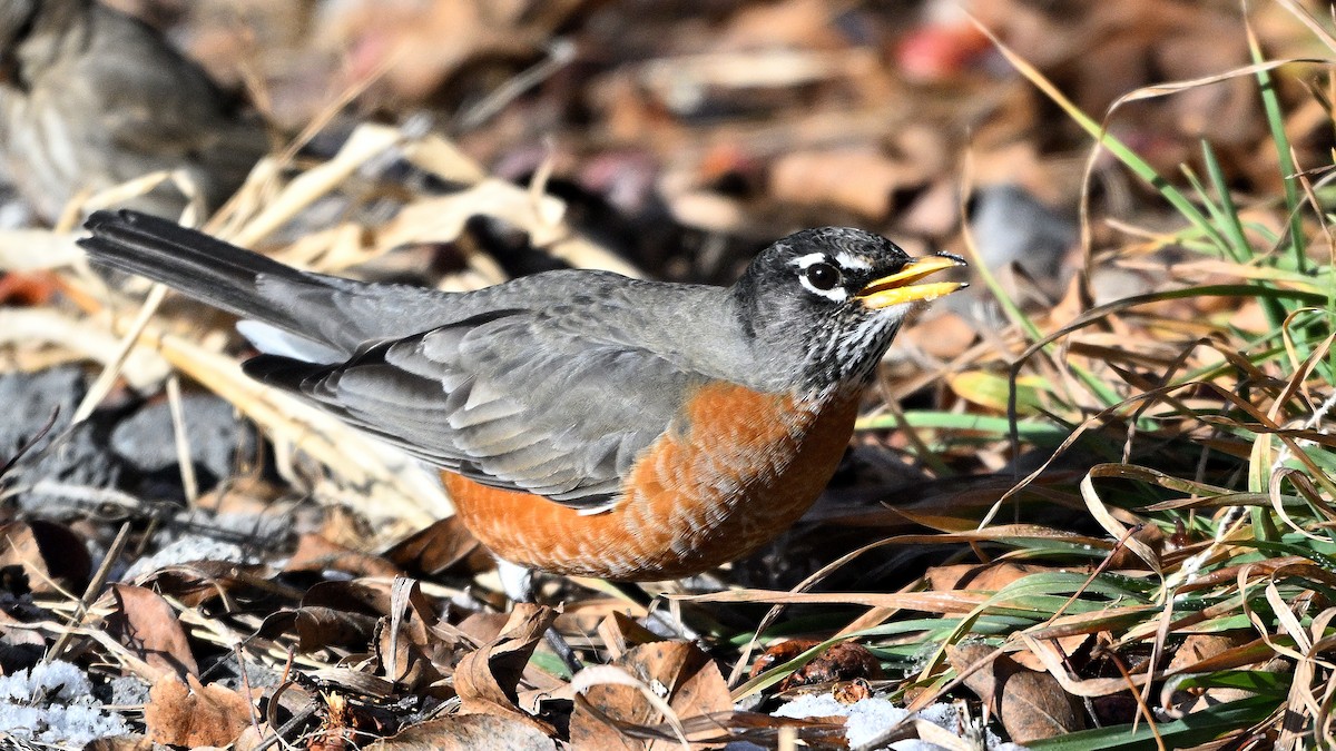 קיכלי נודד - ML648696067