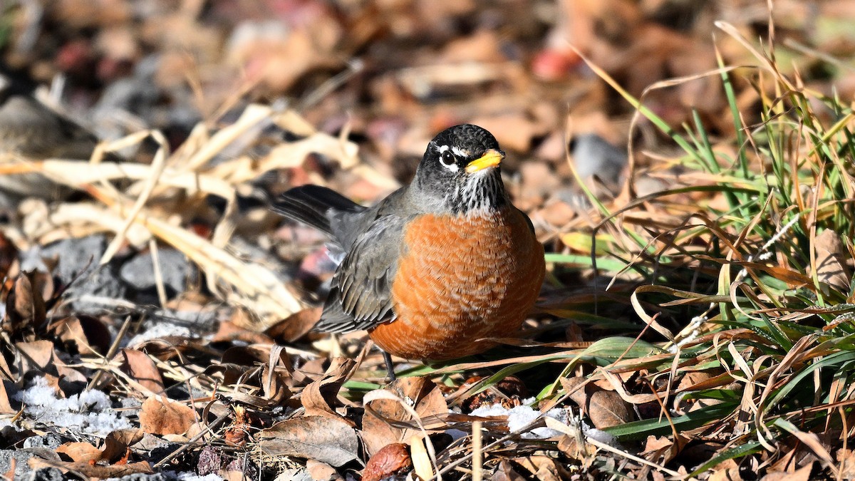 קיכלי נודד - ML648696081