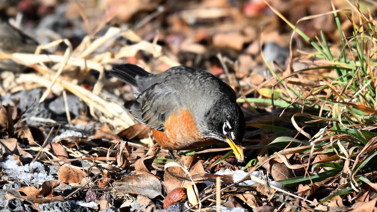 קיכלי נודד - ML648696124