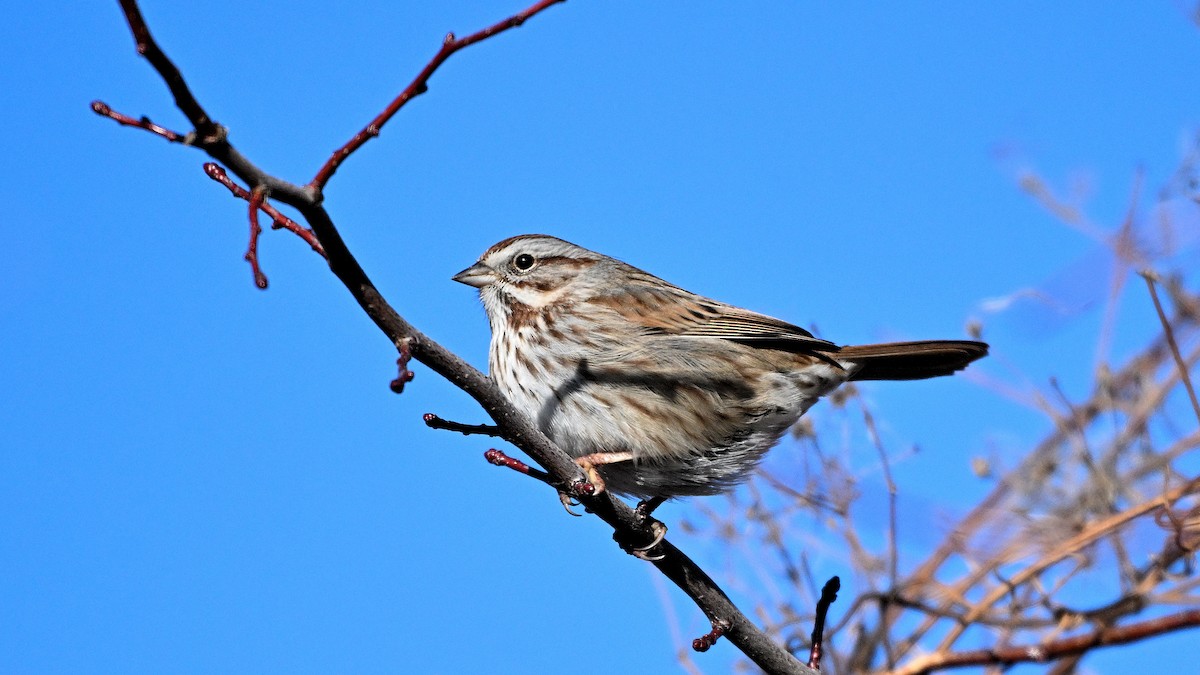 גיבתונית רוננת - ML648696283