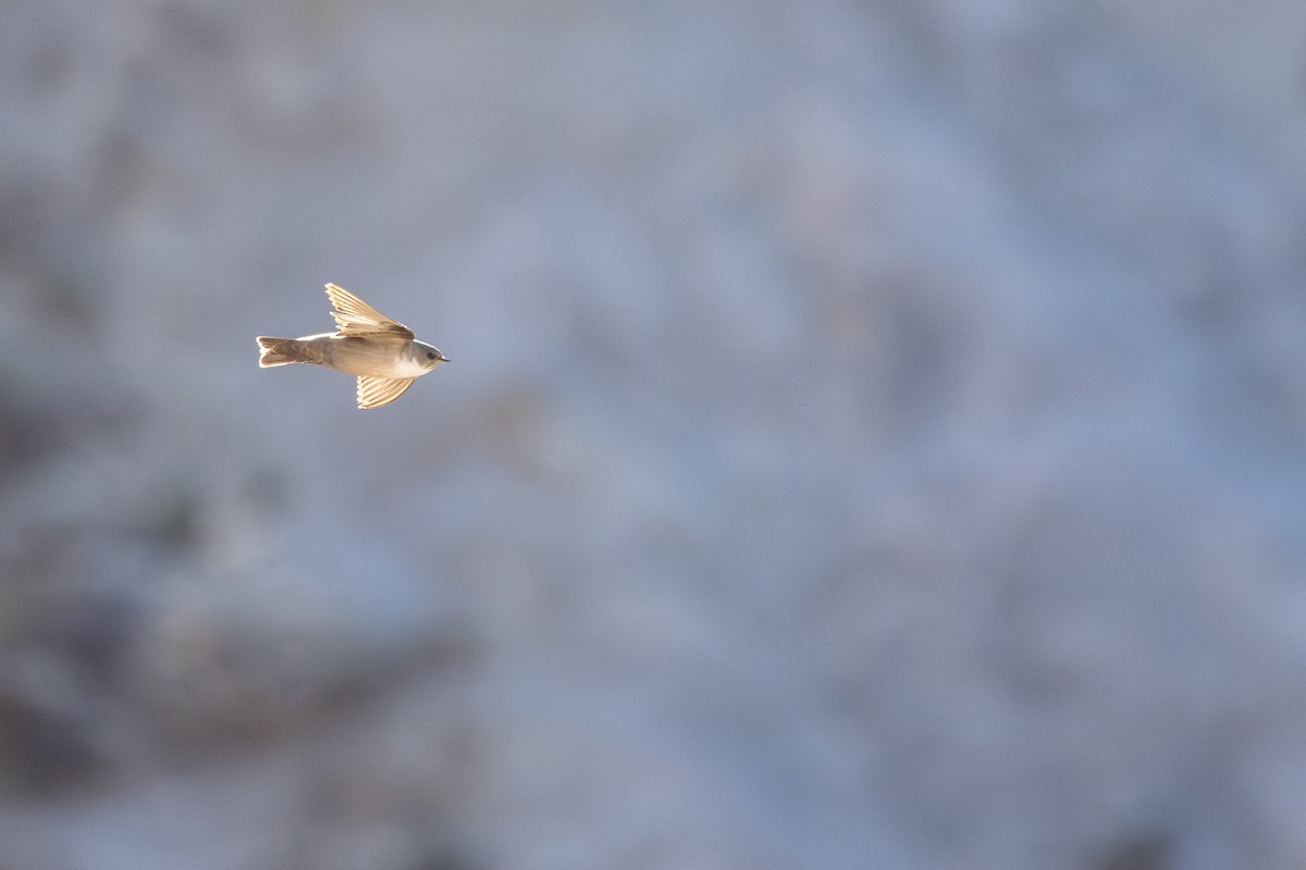 Скальная ласточка - ML648696320