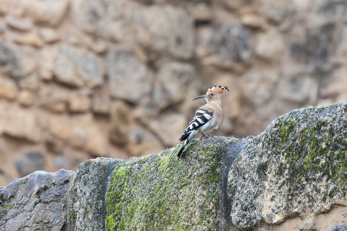 Удод - ML648696441