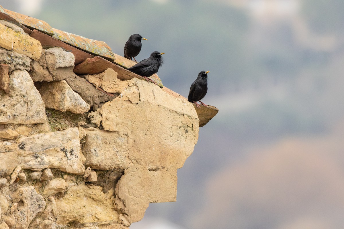 Одноцветный скворец - ML648696451