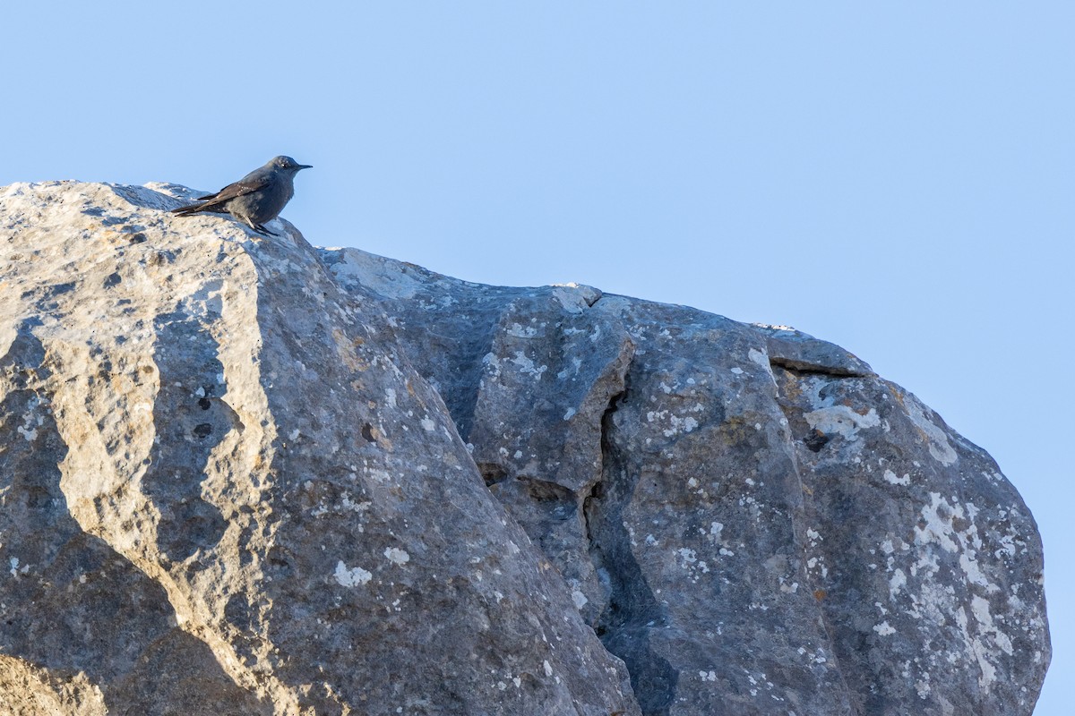 Синий каменный дрозд - ML648696510