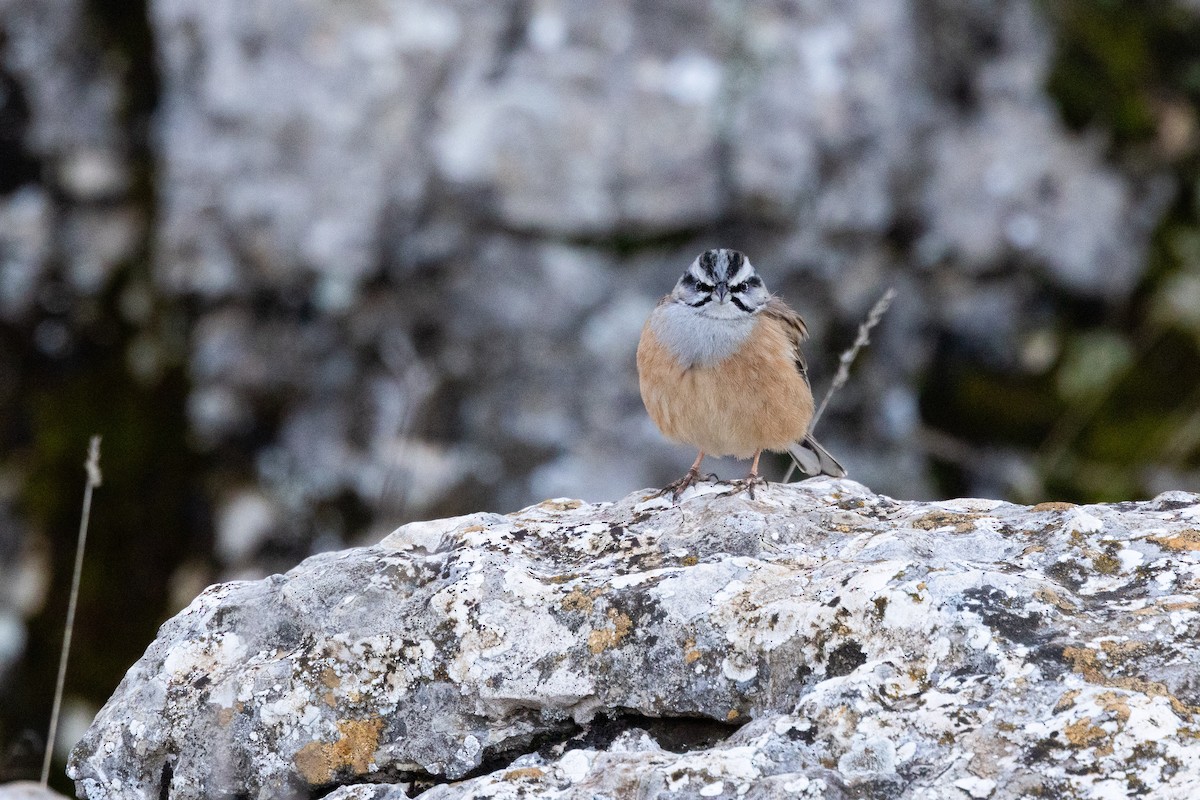 Горная овсянка - ML648696537