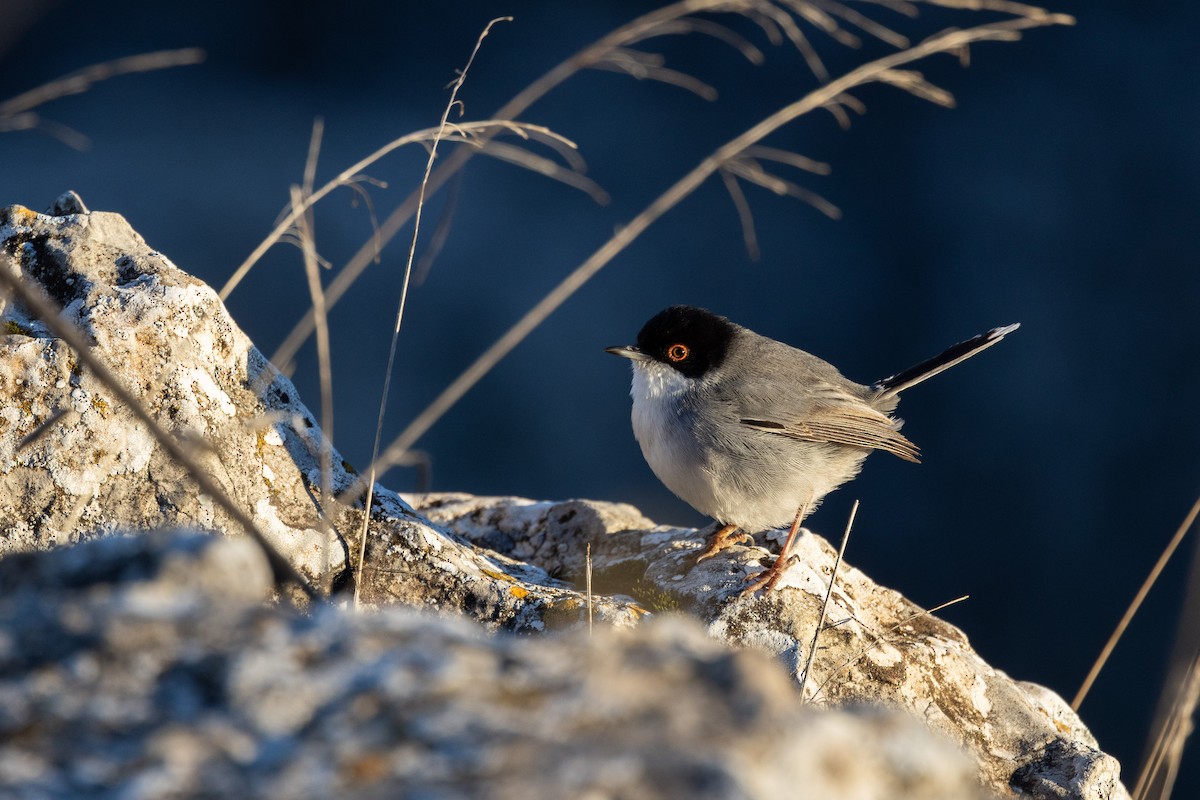 Средиземноморская славка - ML648696574