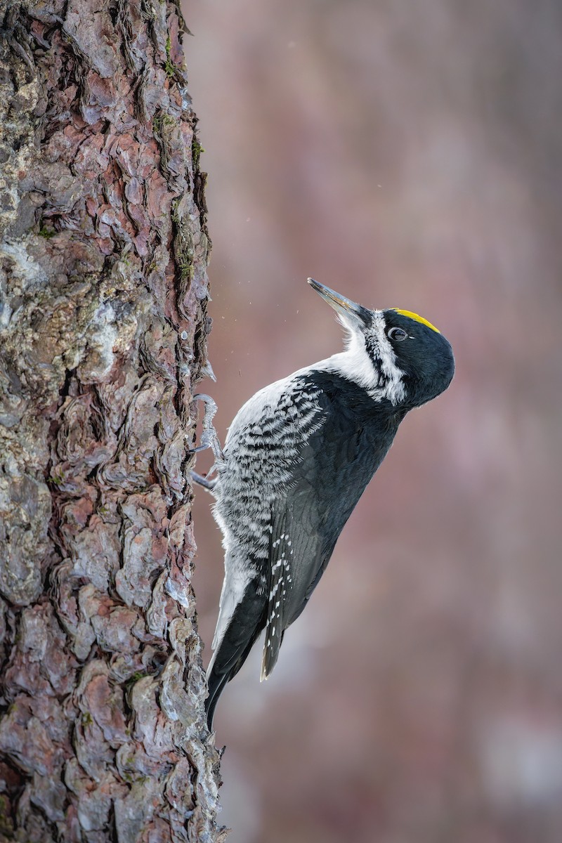 Дятел північний - ML648697049