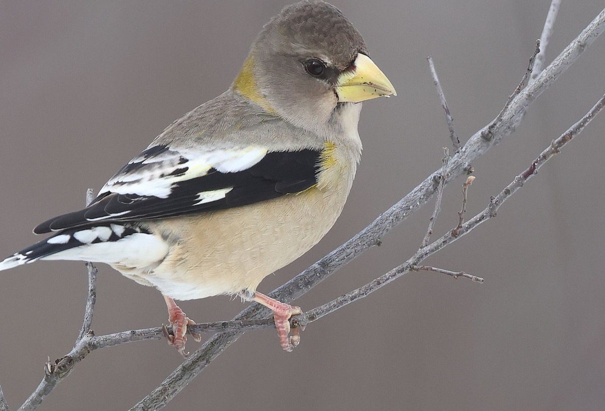 Evening Grosbeak - ML648697068