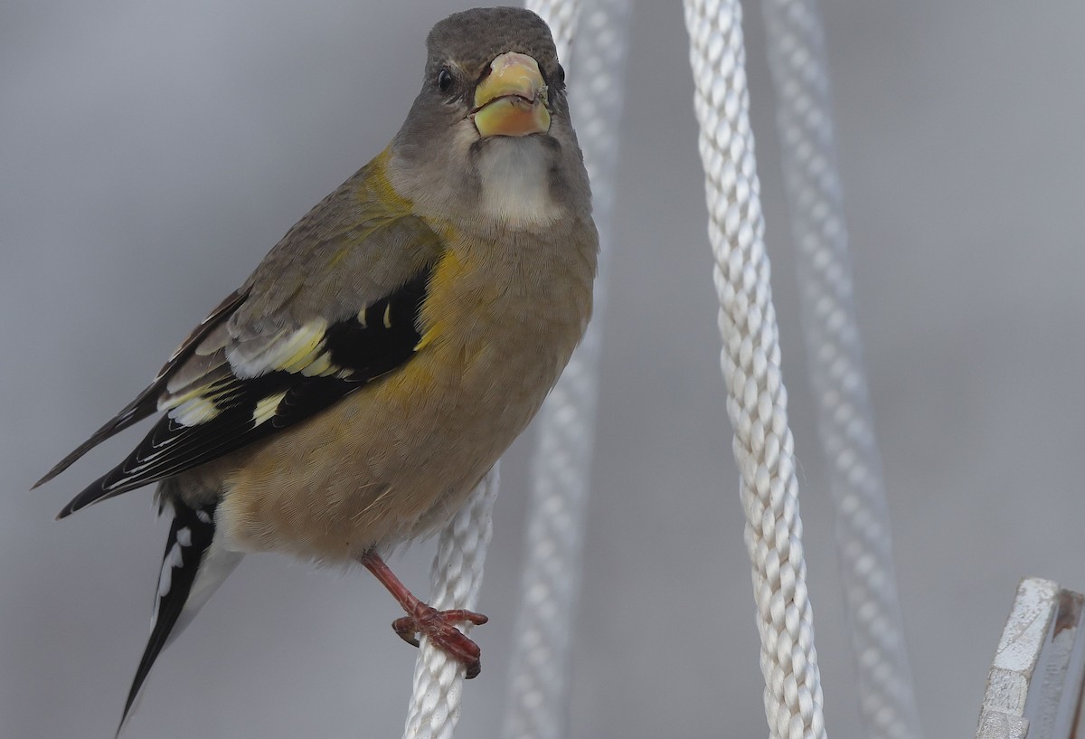 Evening Grosbeak - ML648697069