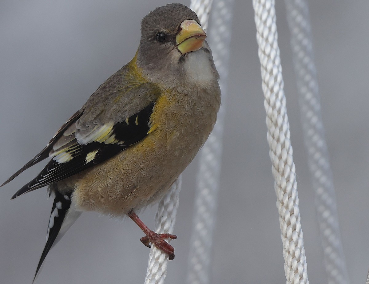 Evening Grosbeak - ML648697070