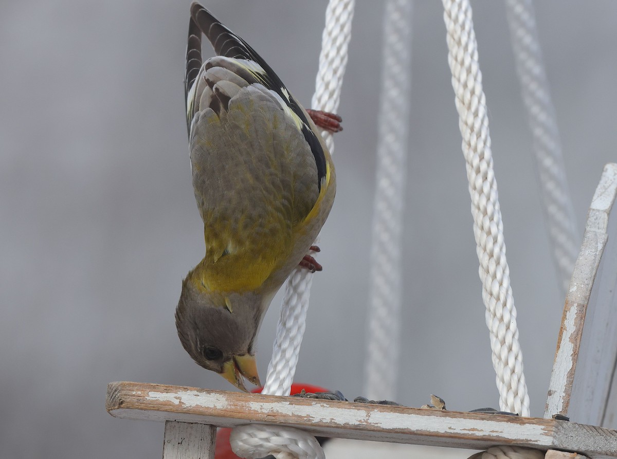 Evening Grosbeak - ML648697072