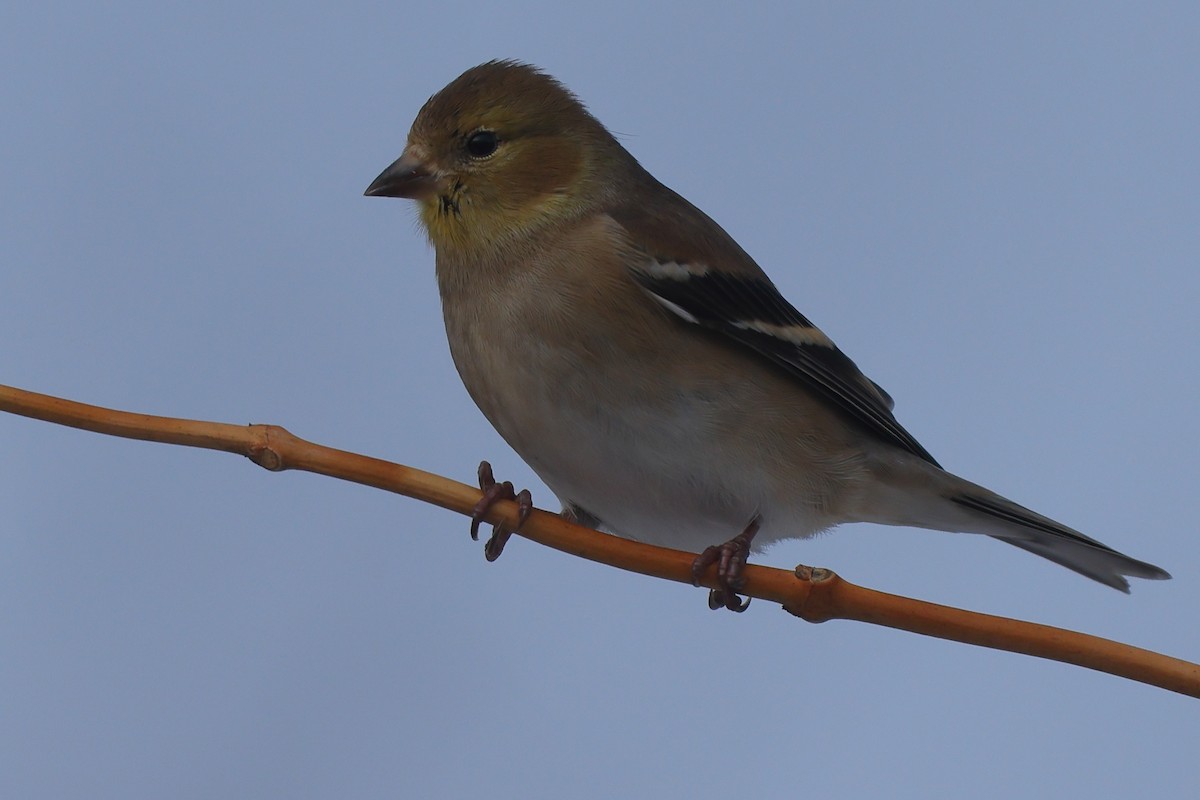 American Goldfinch - ML648697103