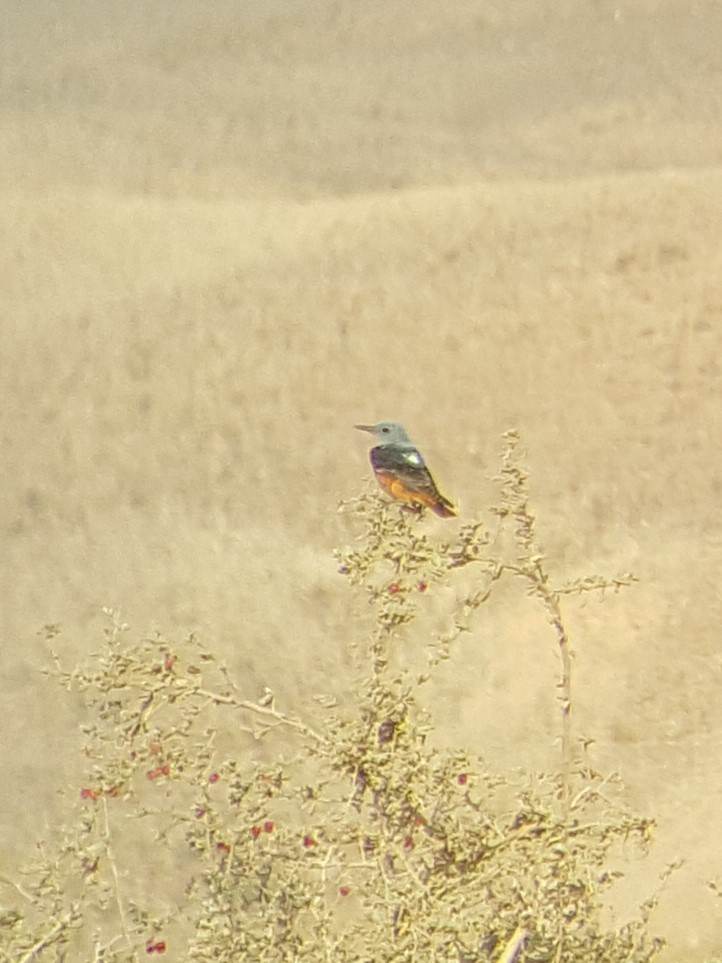 Steinrötel - ML648697135