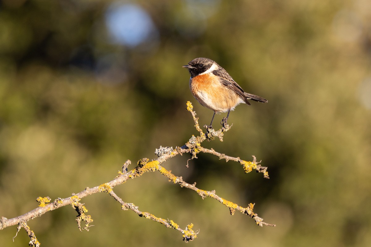 Черноголовый чекан - ML648697186