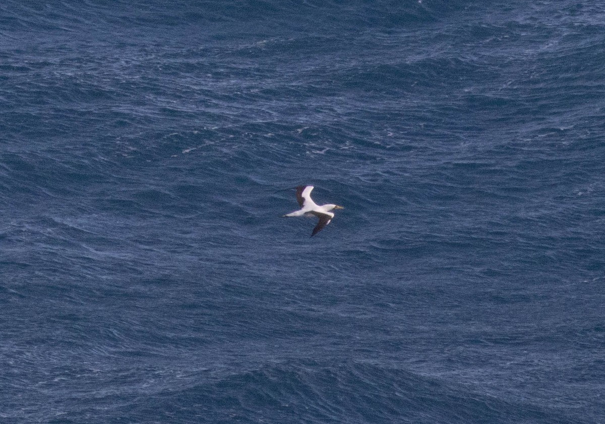 Maskentölpel - ML648697278