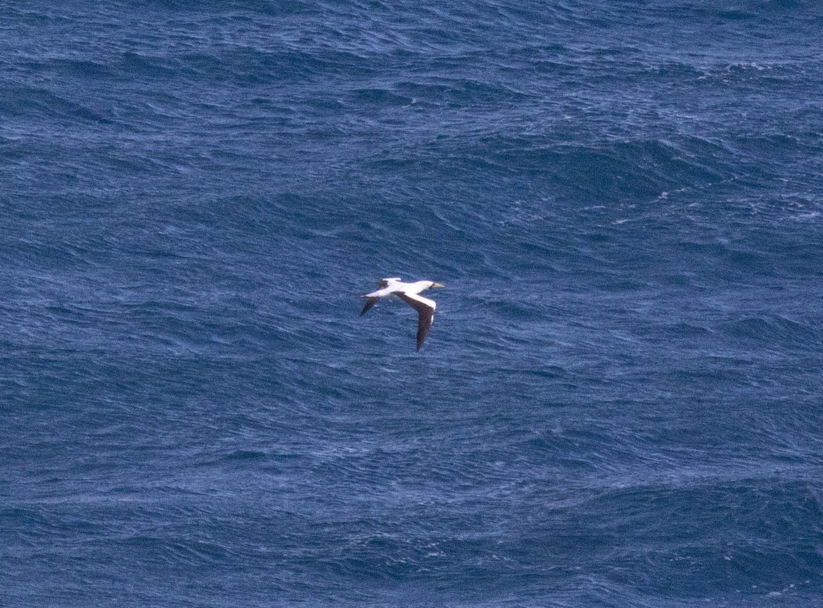 Maskentölpel - ML648697279