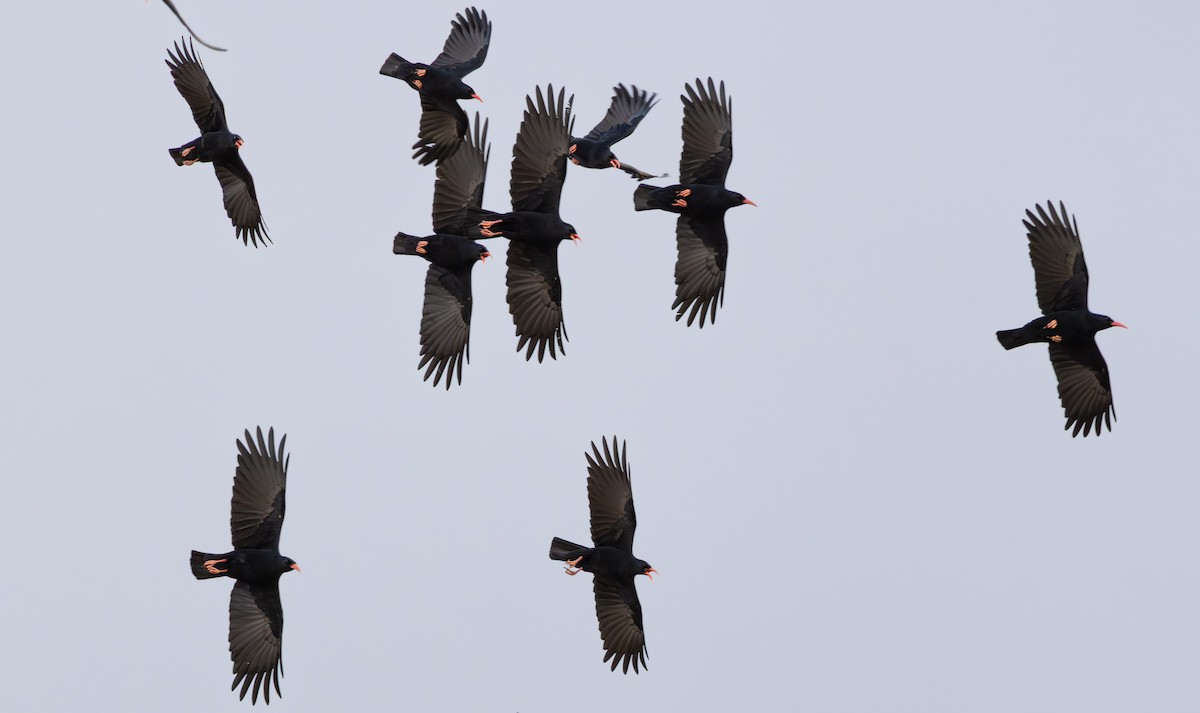 Клушица - ML648697316