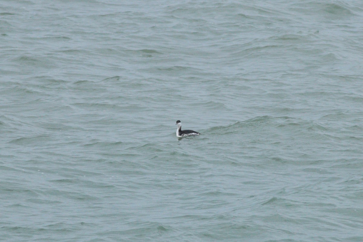 Пірникоза червоношия - ML648697319