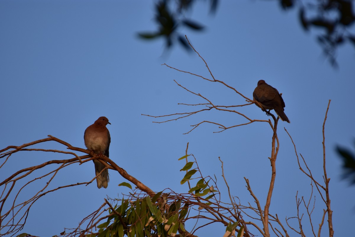 Palmtaube - ML648697532