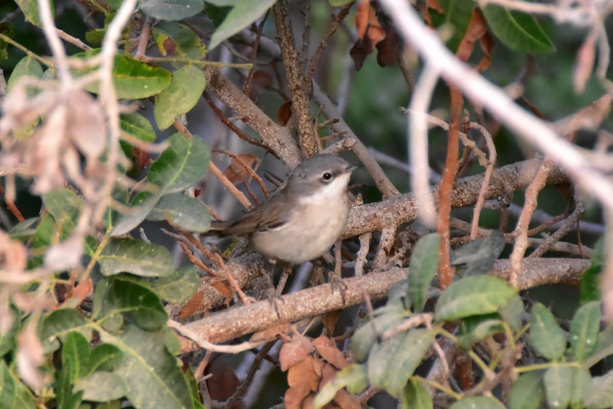 Klappergrasmücke - ML648697746