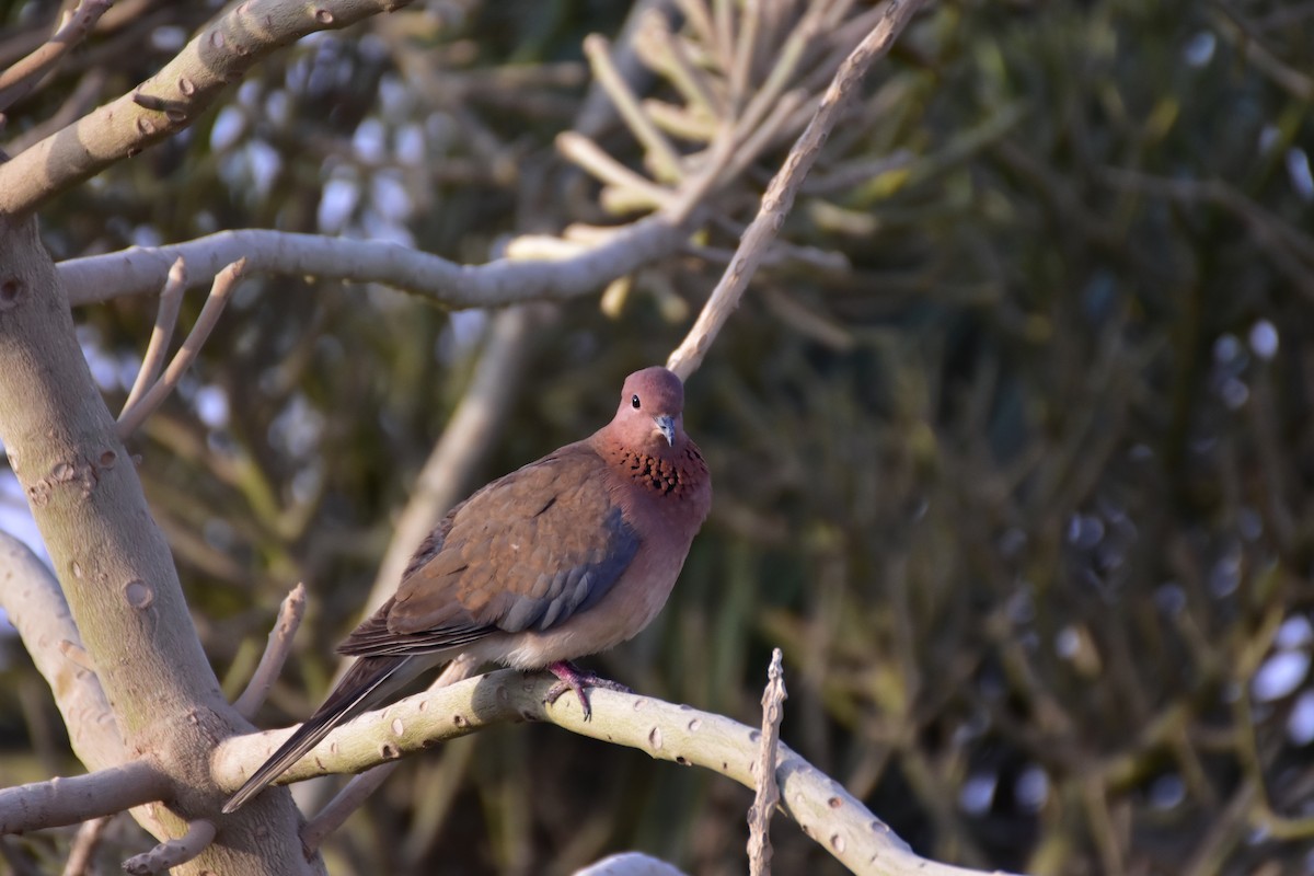 Palmtaube - ML648697859