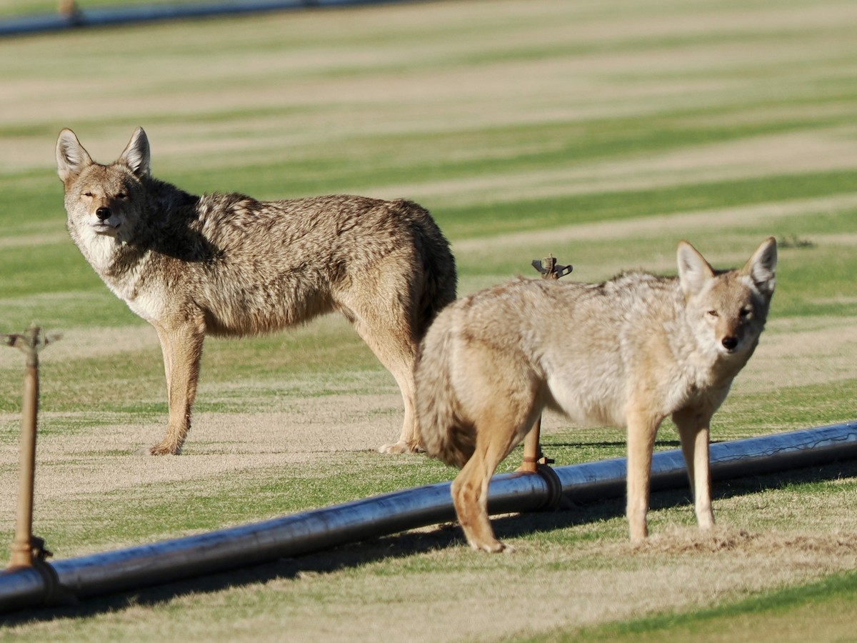 Kojote - ML648698192